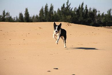 模拟经营游戏《二手车模拟器》Steam页面上线 明年发售